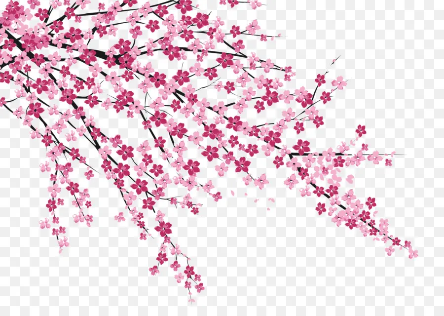 Fleur De Cerisier，Sakura No Hanabiratachi PNG