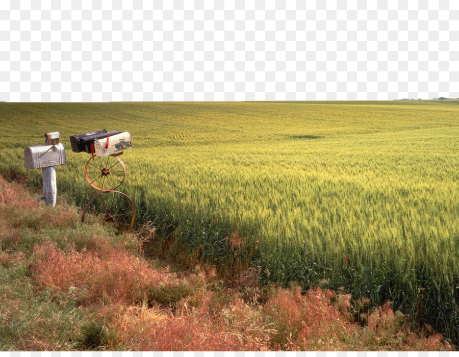 Céréales，La Photographie De Stock PNG