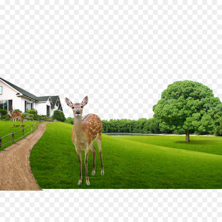 Cerf，Herbe PNG