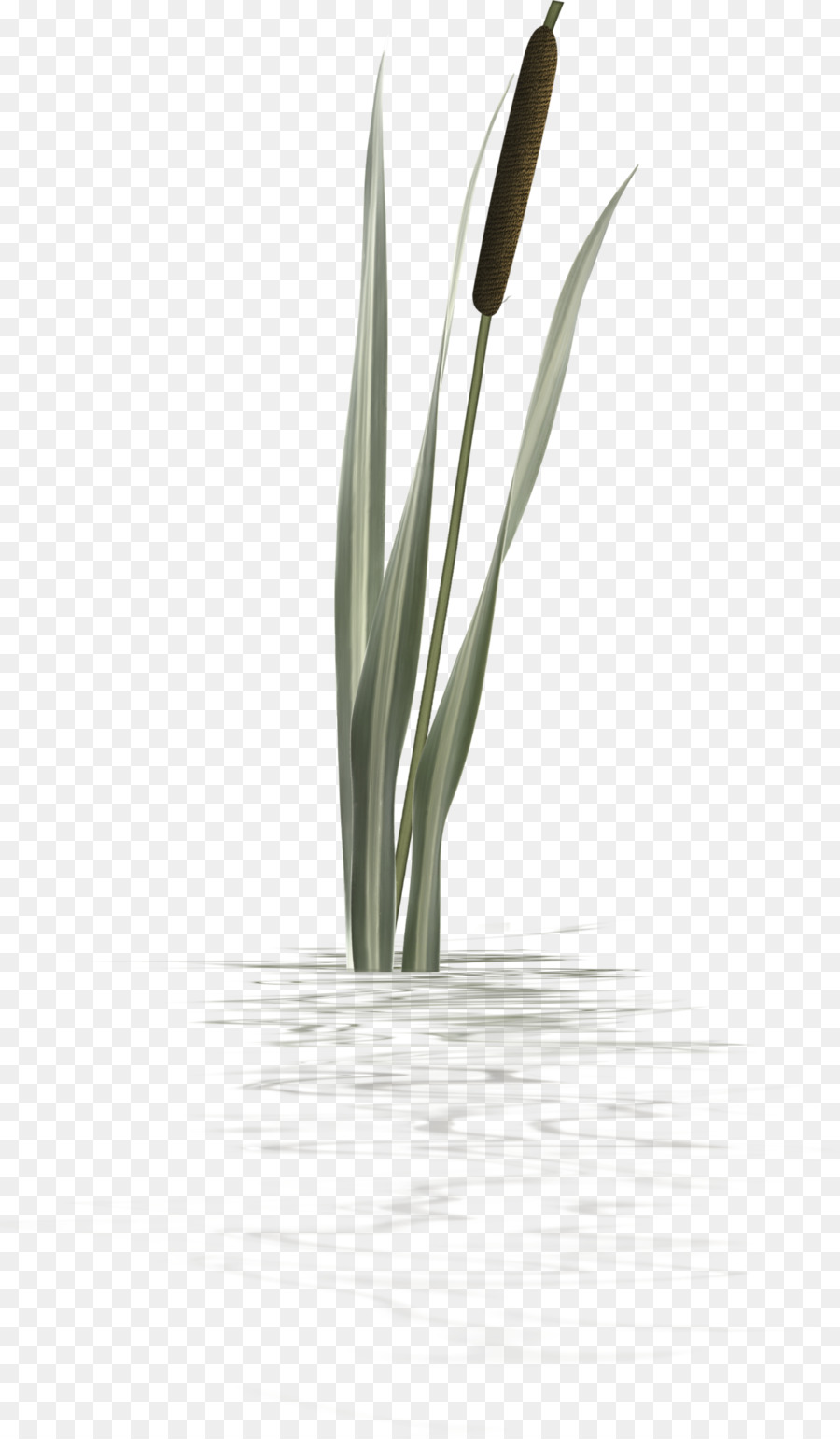 Ornement，Plante PNG