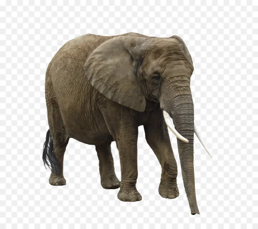 Éléphant，Faune PNG