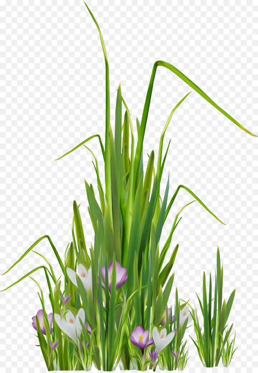 Herbe，Fleurs PNG