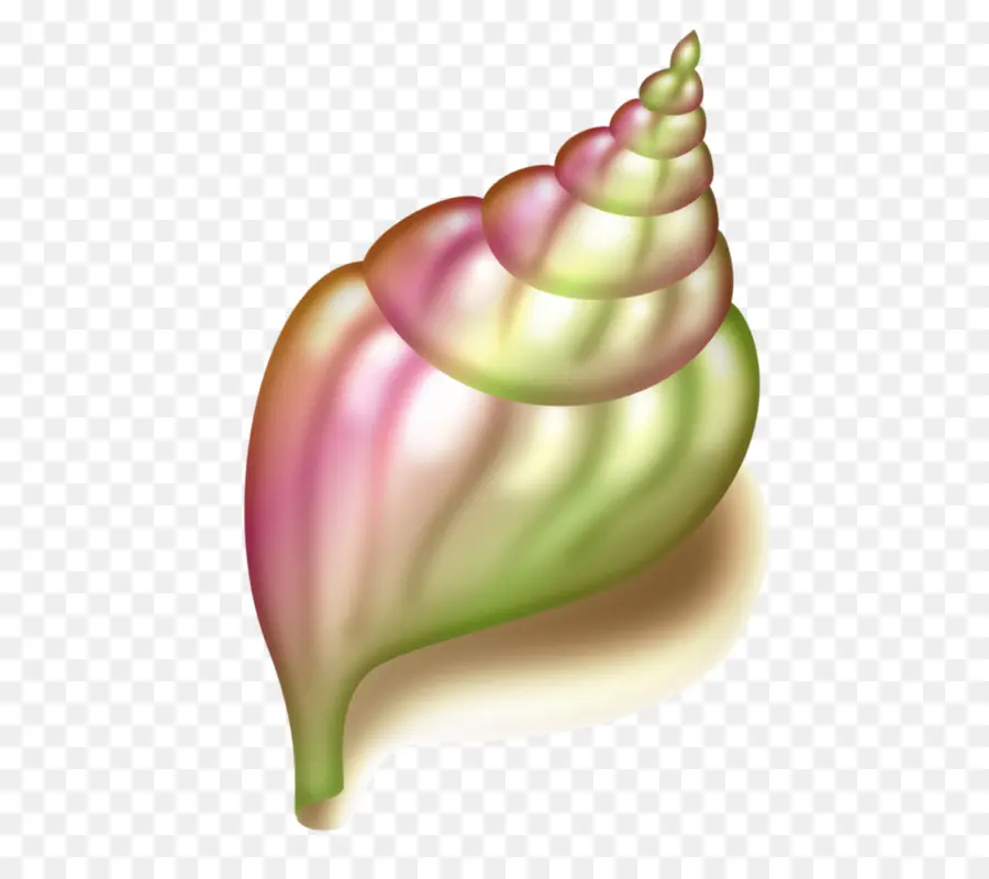 Coquille，Conque PNG