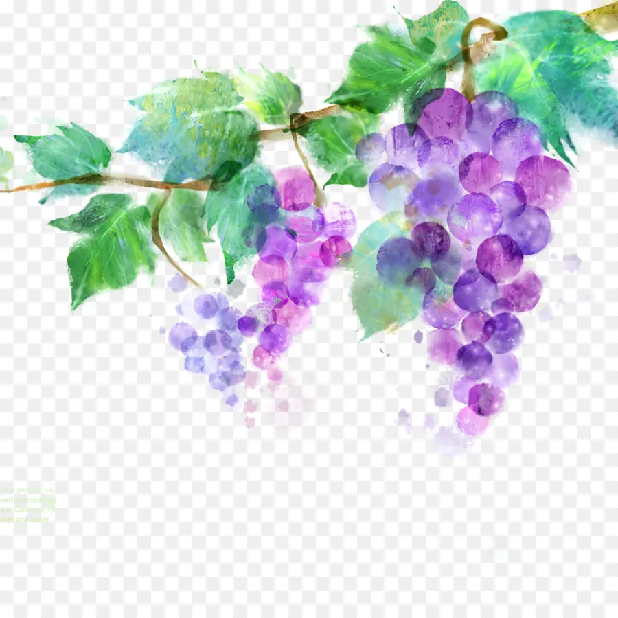 Raisins，Vigne PNG