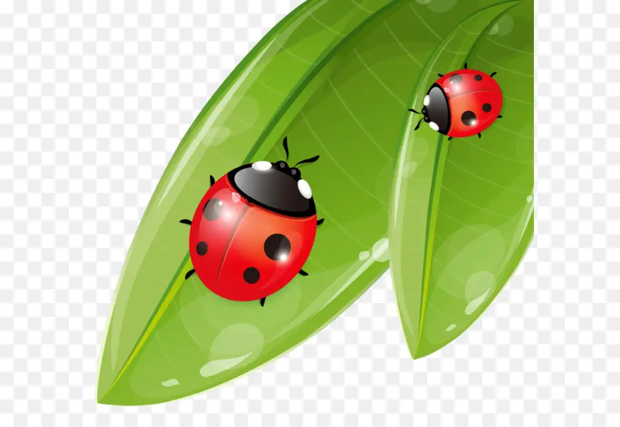 Coccinelle，Insecte PNG