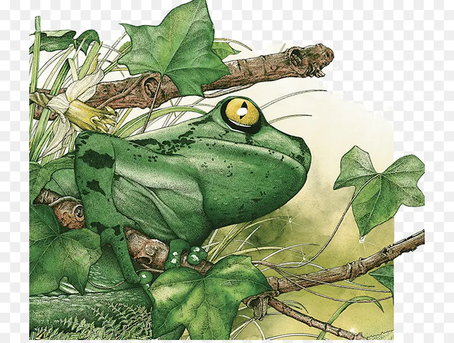 Vrai Grenouille，La Forêt Amazonienne PNG