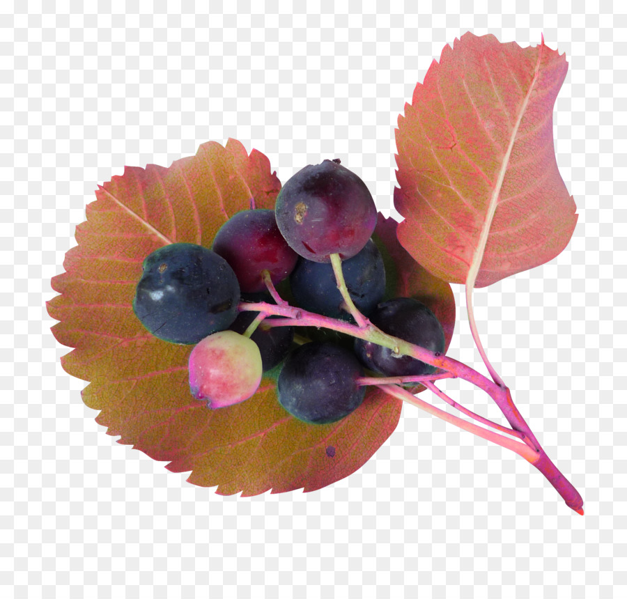 Jus，Raisin PNG