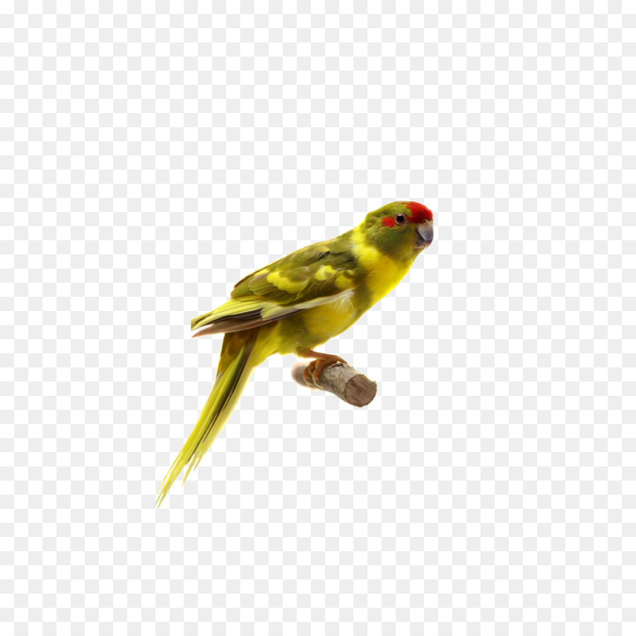 Perroquet Jaune，Perché PNG