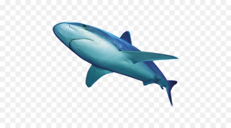 Requin，Poisson PNG