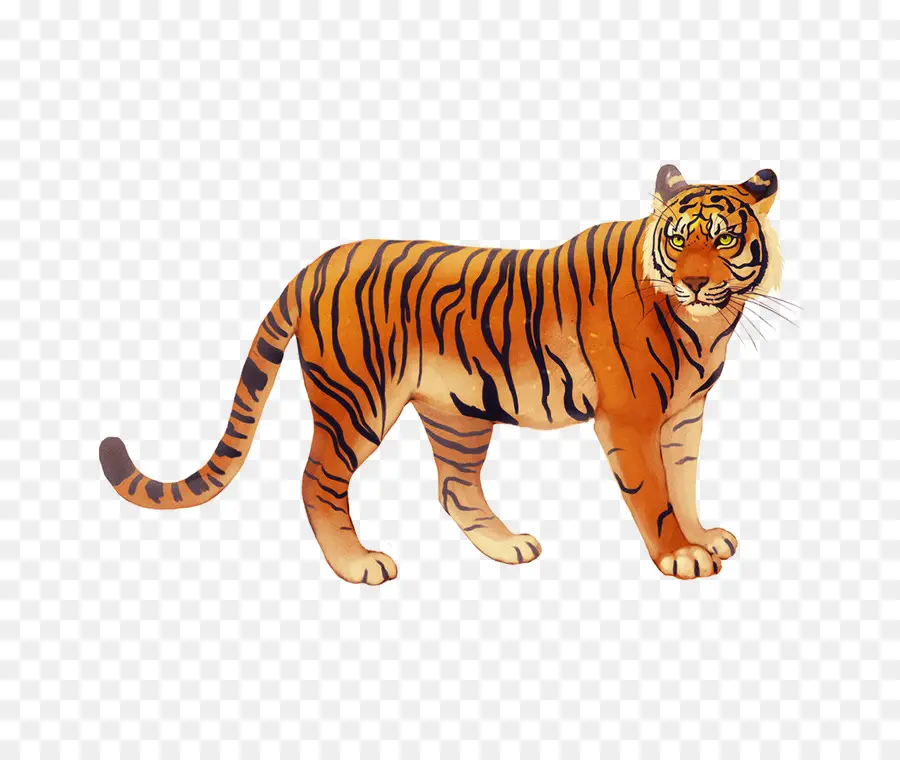 Tigre，Rayures PNG