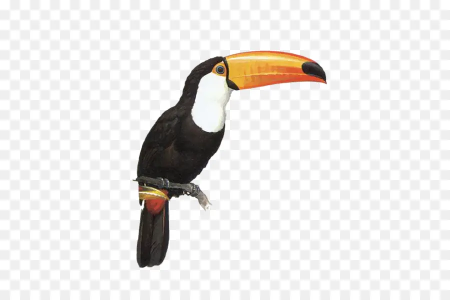 Le Toucan，Perroquet PNG