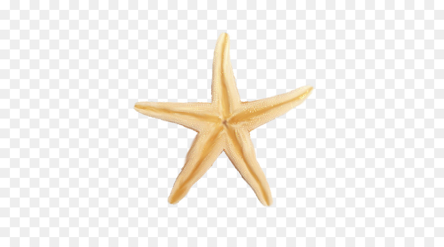 Les étoiles De Mer，Google Images PNG