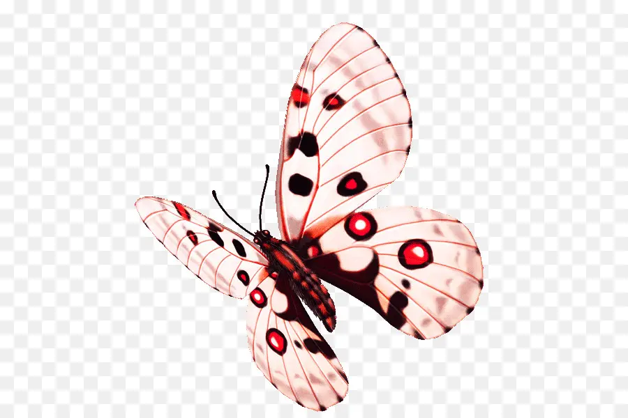 Papillon，Fleur PNG