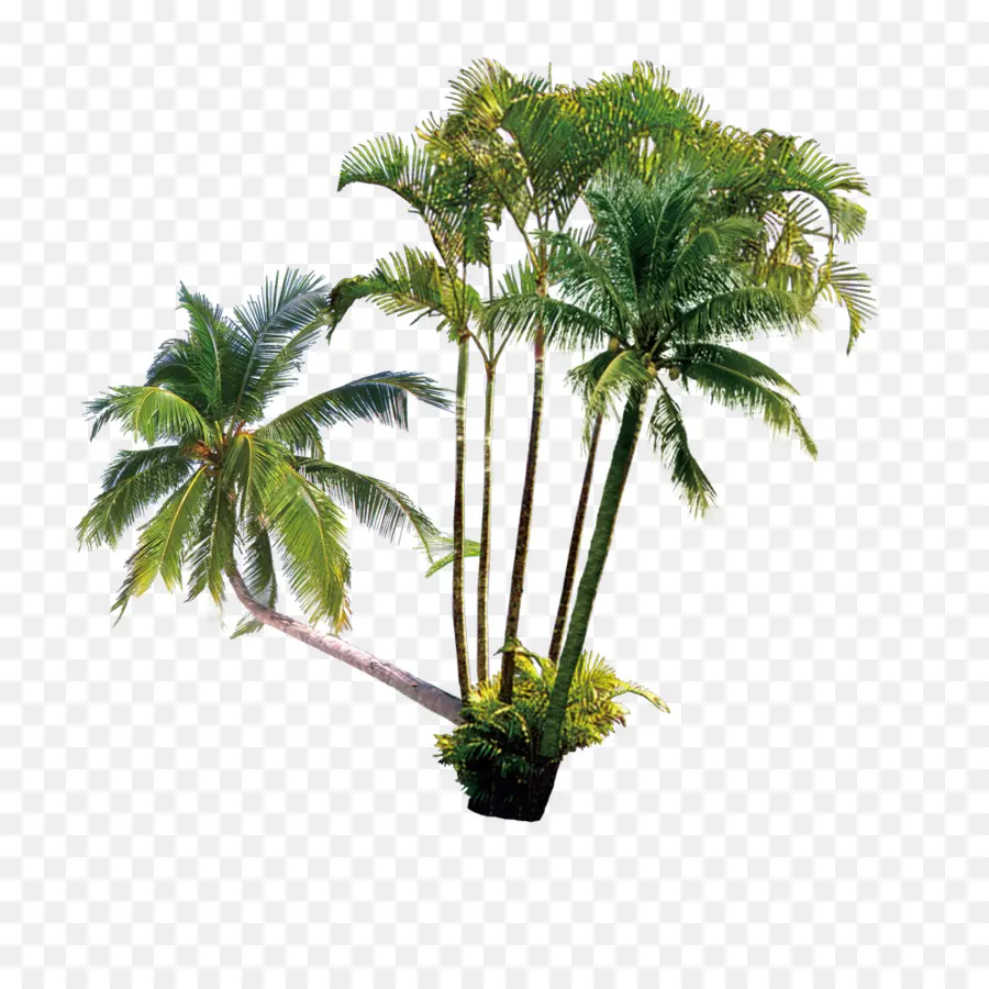 Arecaceae，Lait De Noix De Coco PNG
