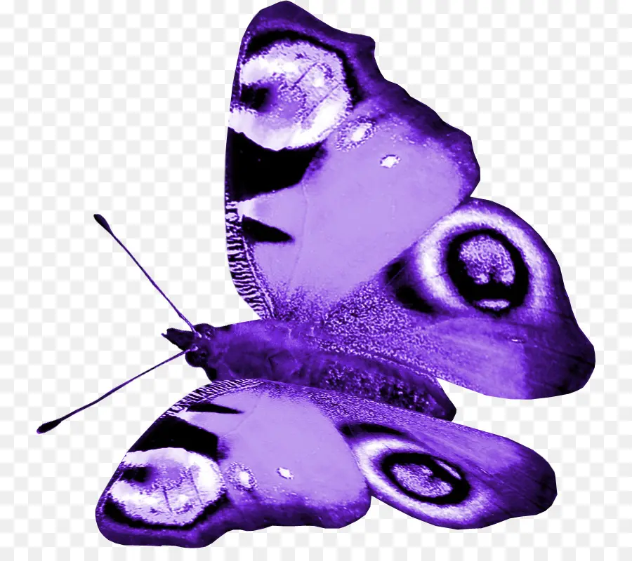 Papillon Violet，Insecte PNG