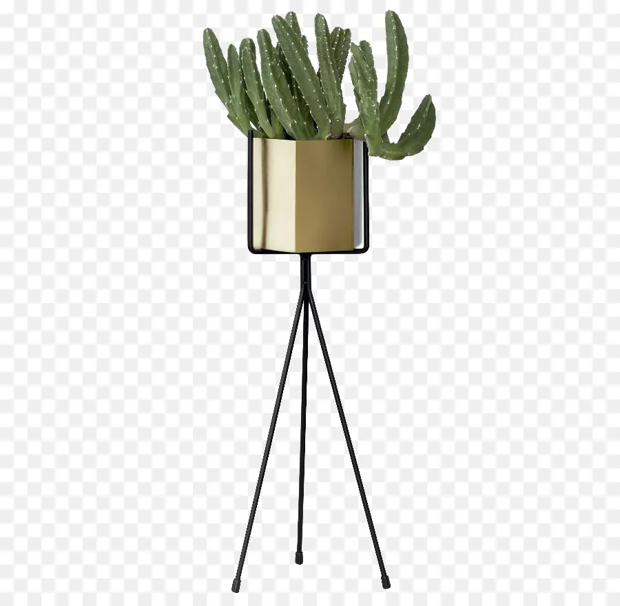 Cactus，Pot PNG