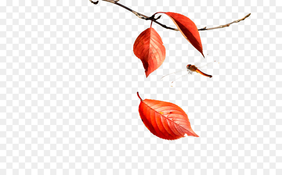 Feuilles Rouges，Automne PNG