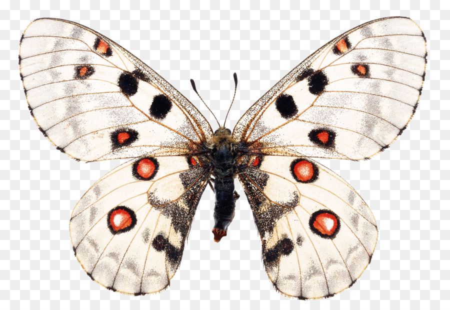 Papillon，Brun PNG