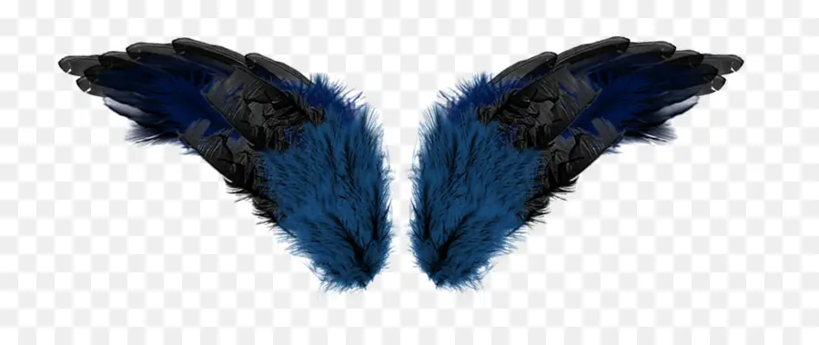 Ailes Bleues，Plumes PNG