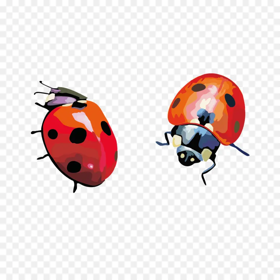 Coccinelles，Rouge PNG