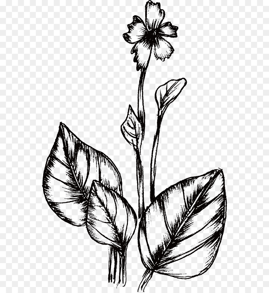 Fleur，Floraison PNG