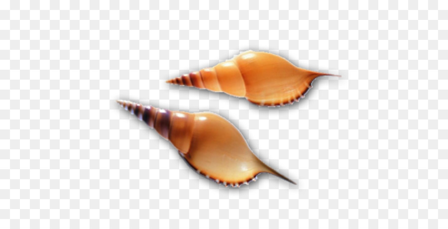 Coquillage，Les Mollusques PNG