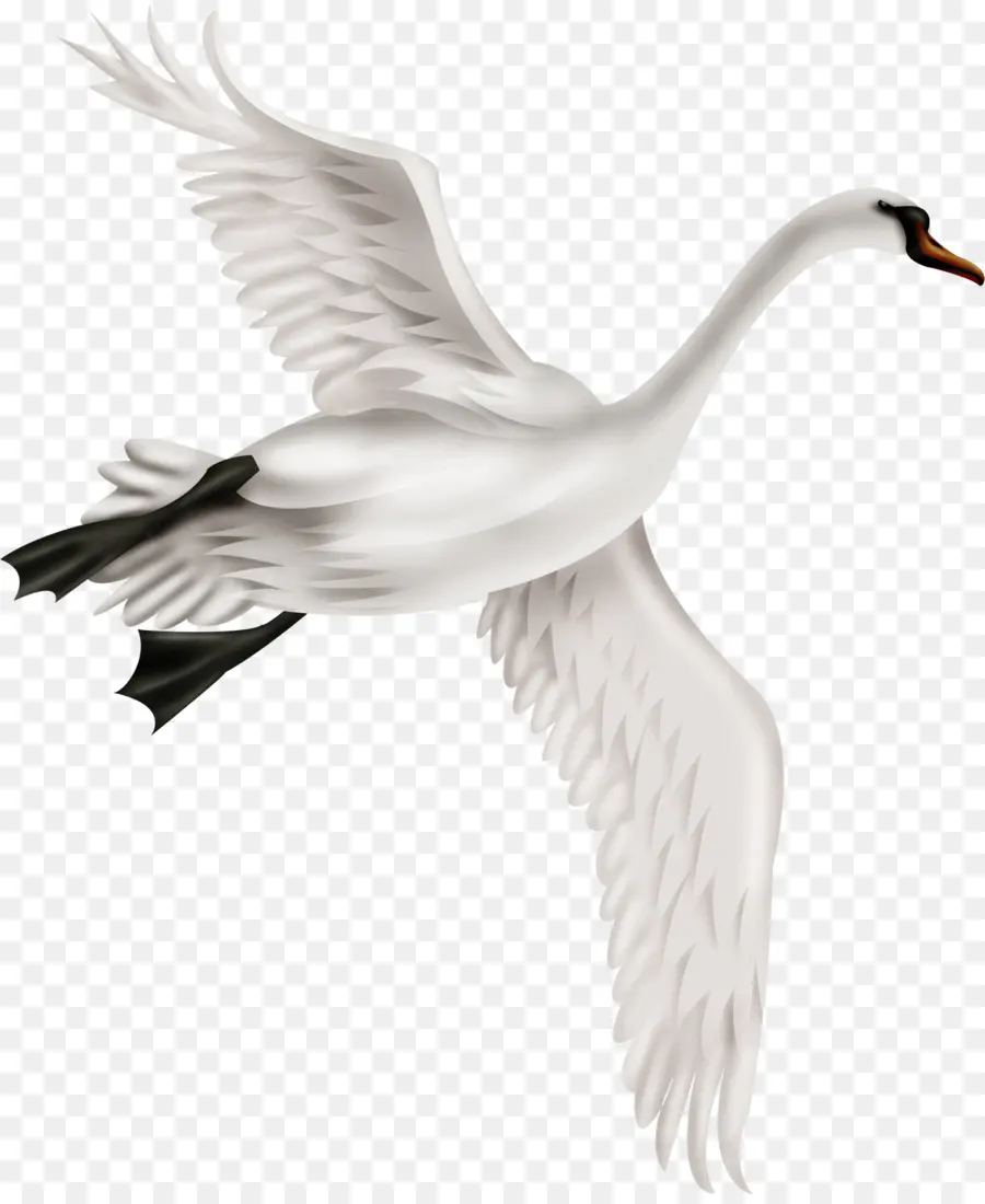 Cygne Tuberculé，Oiseau PNG