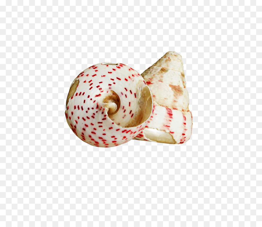 Coquillage，Coquille PNG