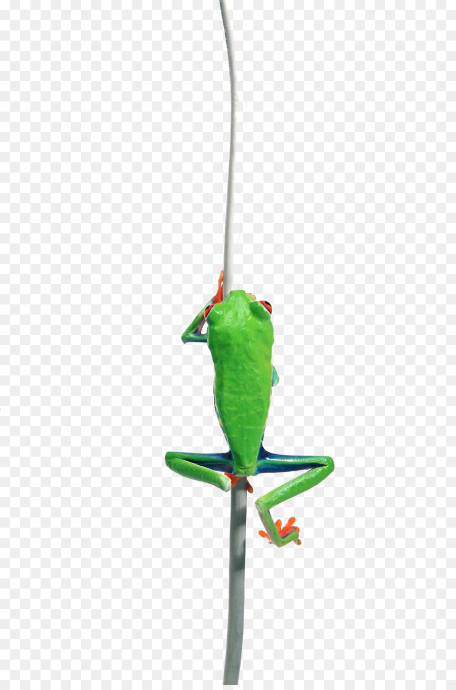 Escalade De Grenouilles，Grenouille PNG