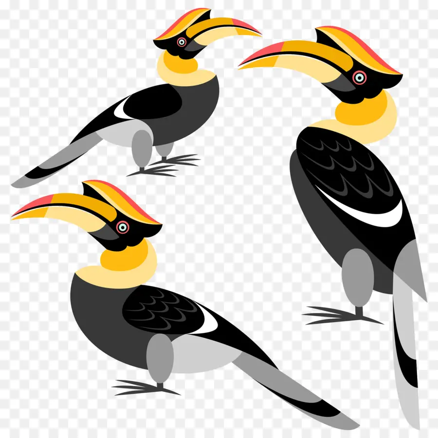 Oiseau，Calao PNG