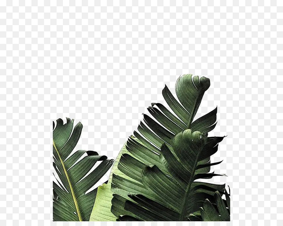 Feuille，Fronde PNG
