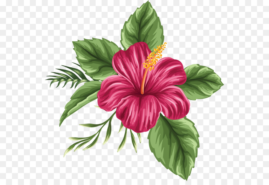 Hawaii Shoeblackplant Dessin Png Hawaii Shoeblackplant