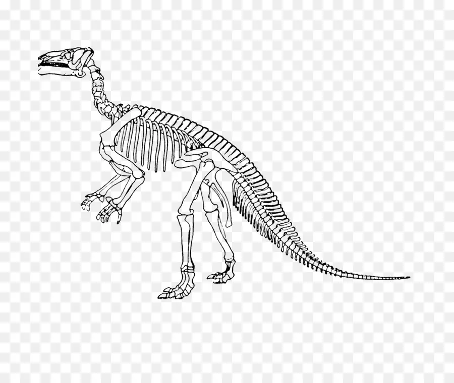 Tyrannosaurus，Iguanodon PNG