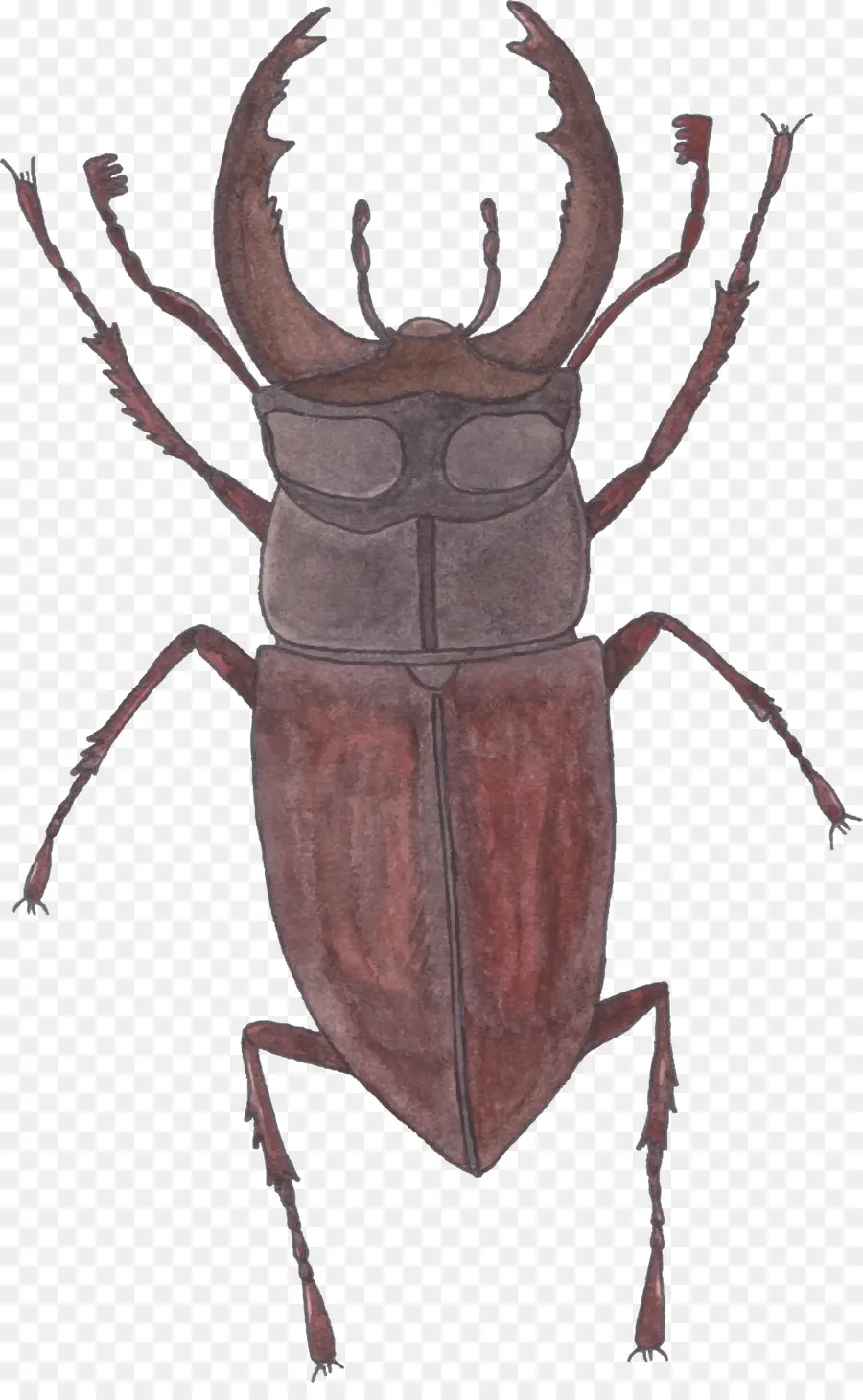 Scarabée，Cerf PNG