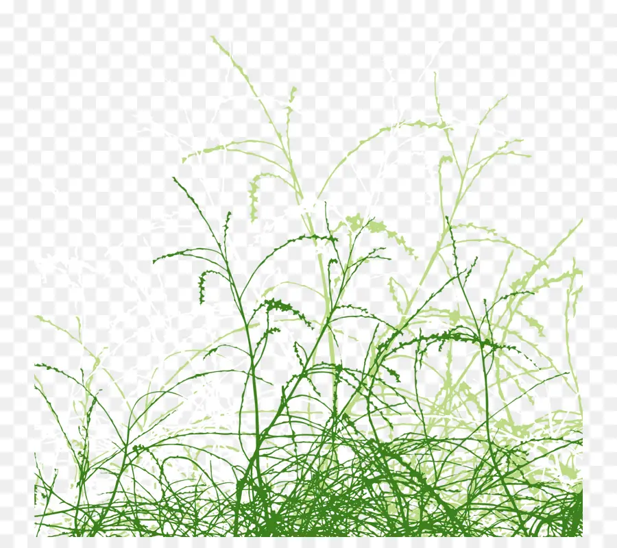 Herbe，Plantes PNG