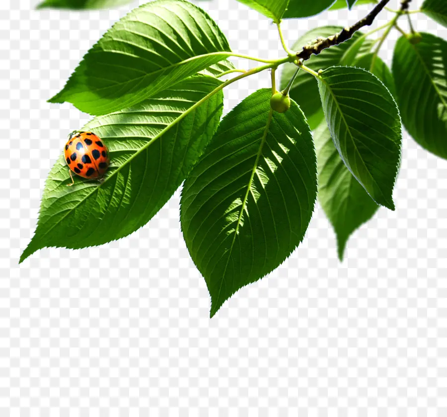 Coccinelle Sur Feuille，Insecte PNG