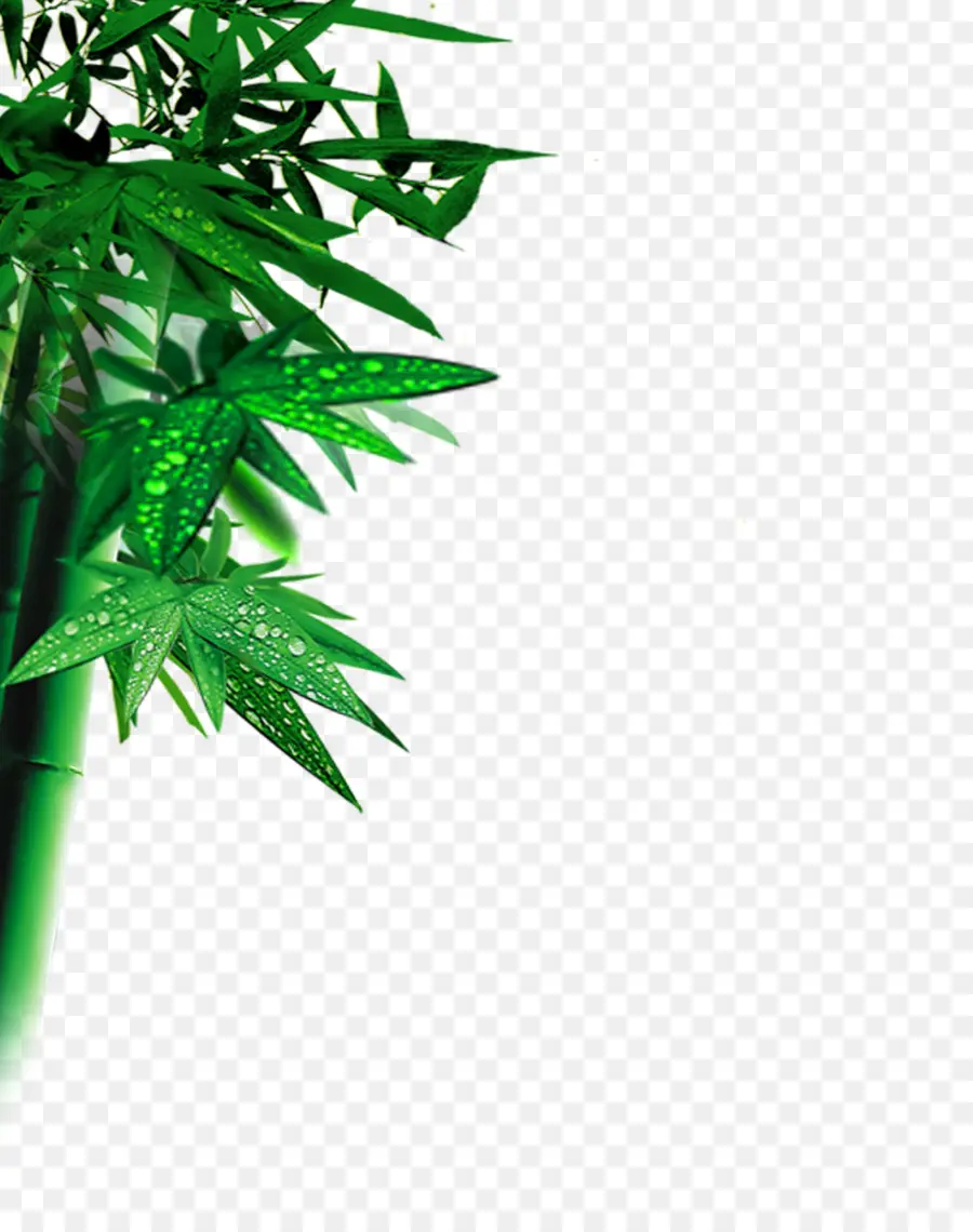 Bambou，Feuille PNG