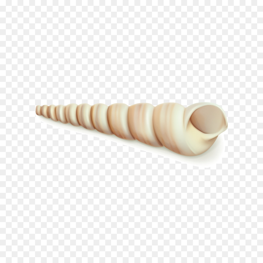 Conque，Coquillage PNG