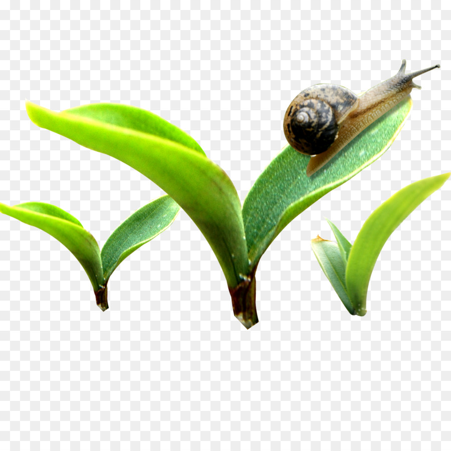 Modèle，Bud PNG