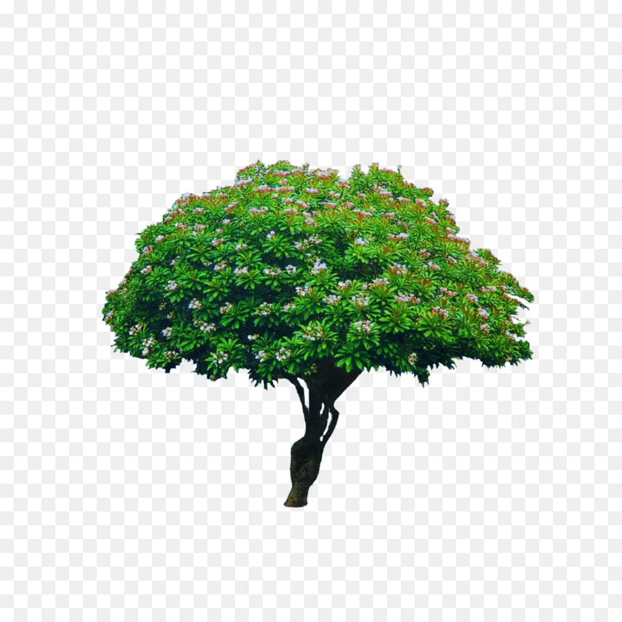 Arbre，Vert PNG