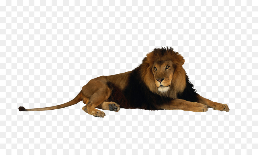 Lion，Crinière PNG