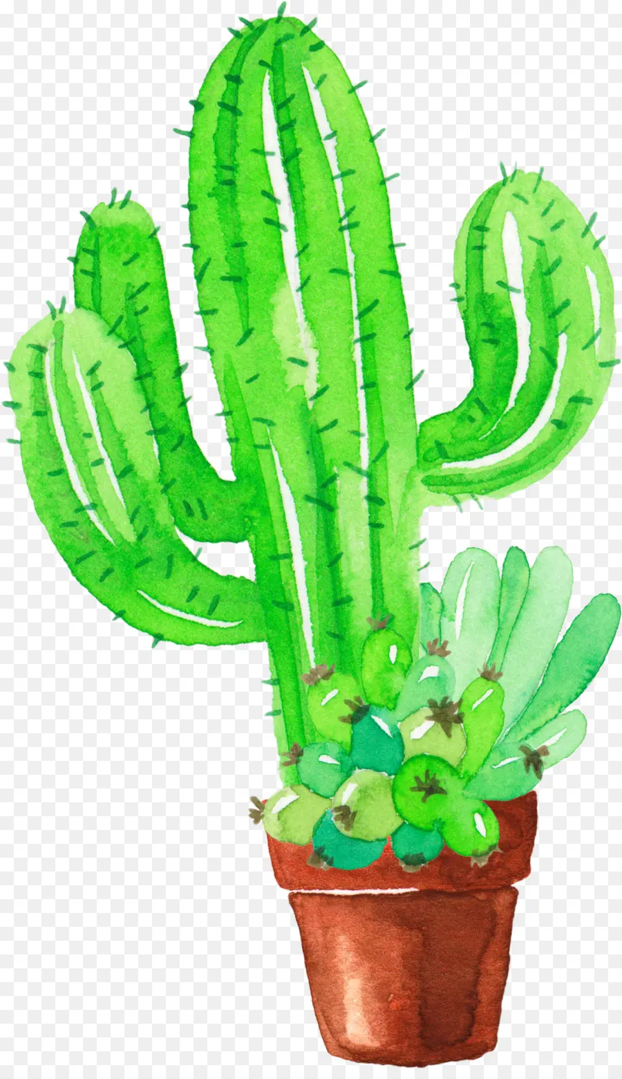 Cactaceae，Peinture à L Aquarelle PNG