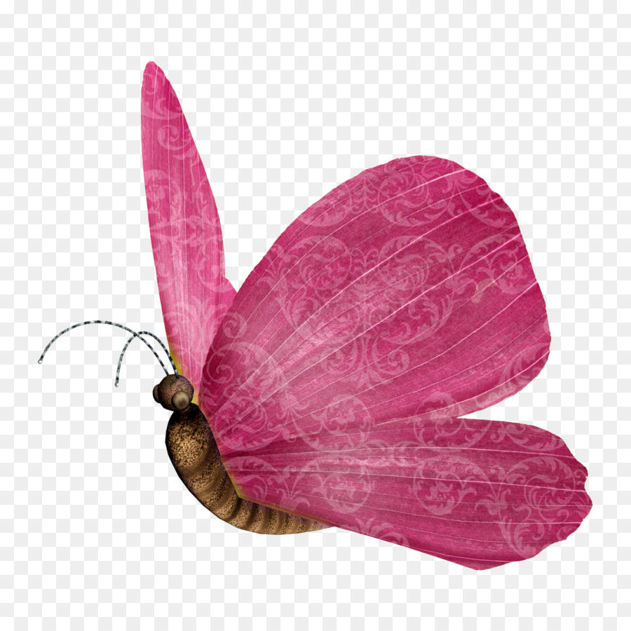 Papillon Rose，Insecte PNG