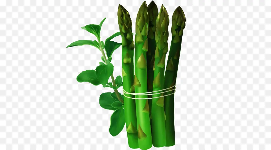 Asperge，Vert PNG