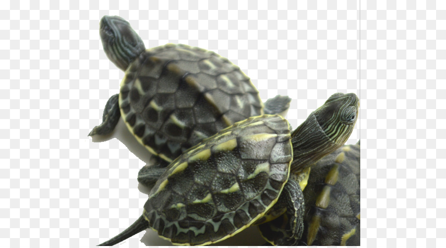 Tortues，Reptile PNG