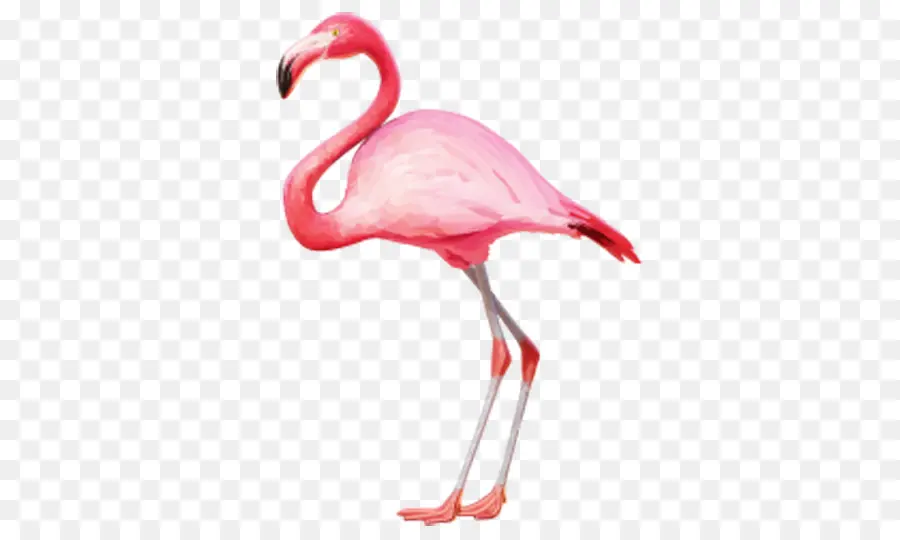 Flamant，Rose PNG