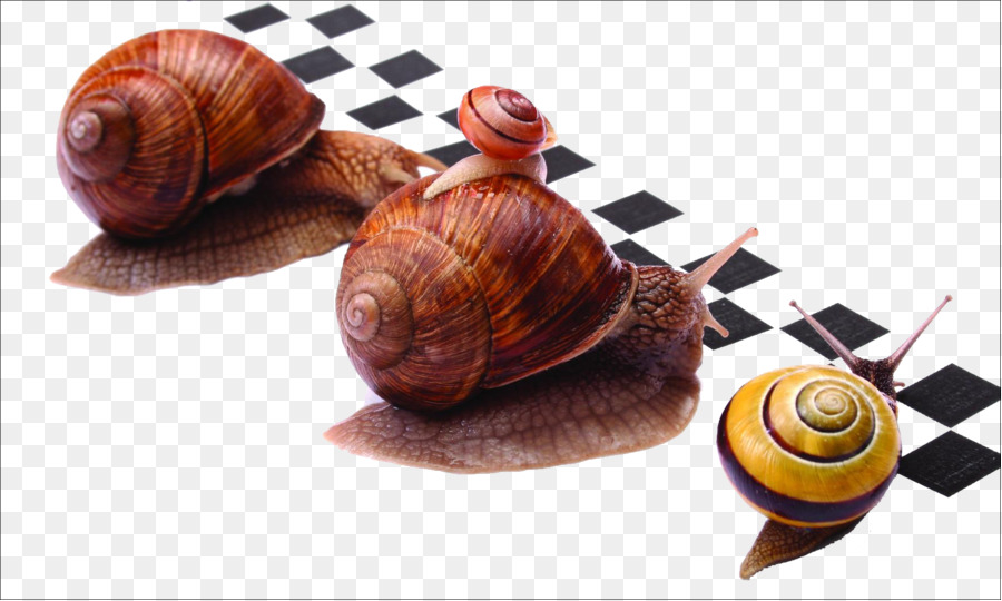 Courses，Escargot PNG