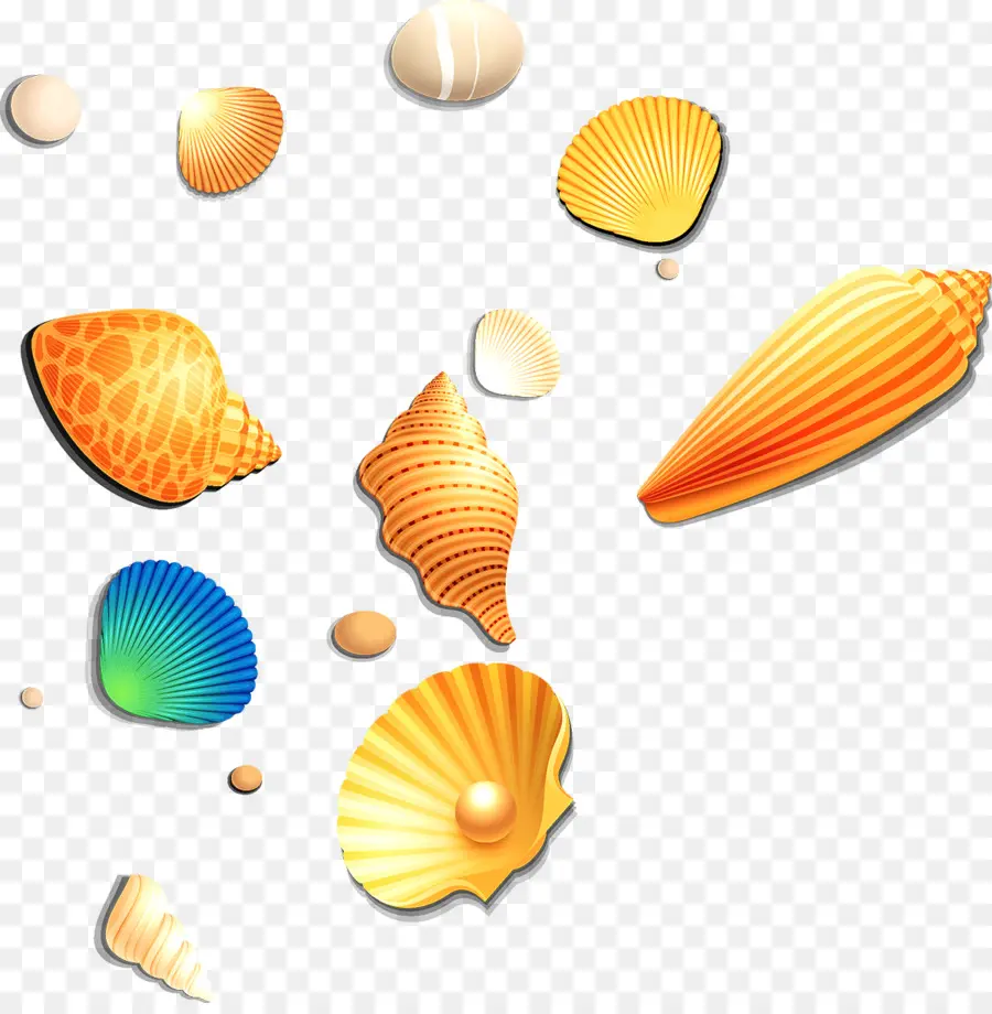 Coquillages，Coquilles PNG