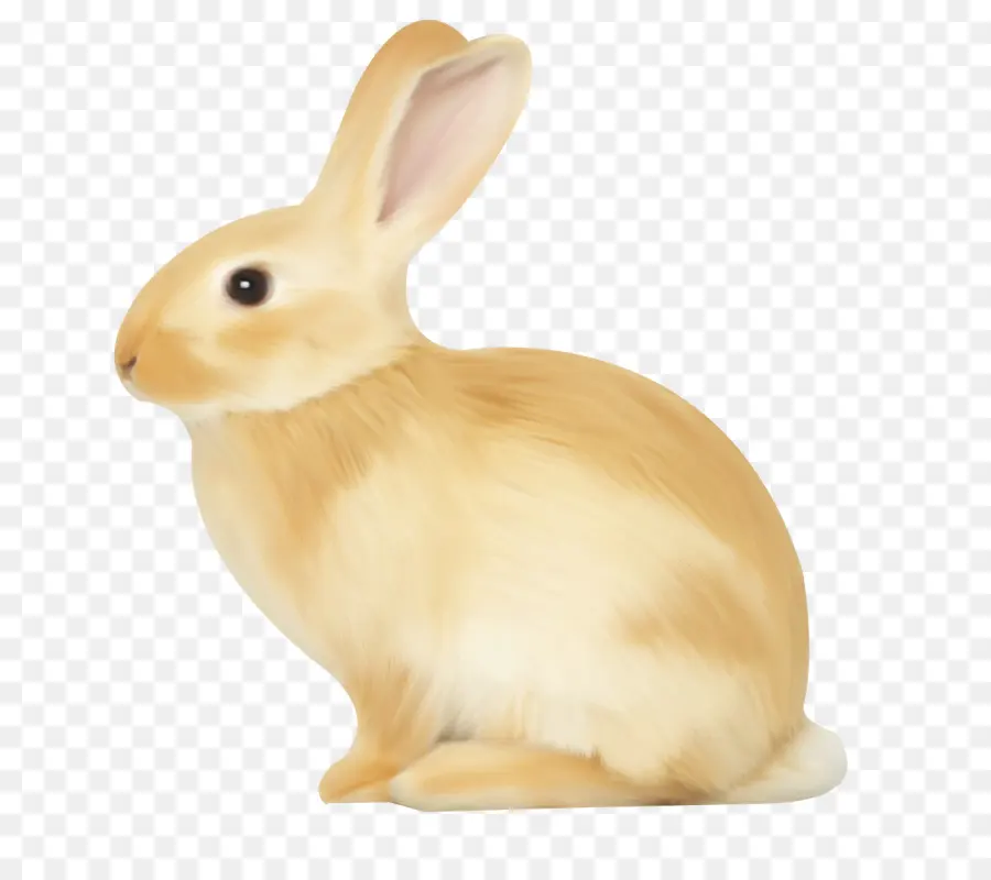 Lapin Brun，Animal PNG