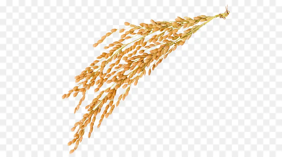 Riz，Grain PNG